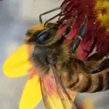 Collecting pollen