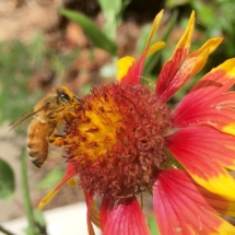 bee flower