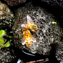 bee's flower